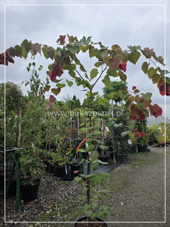 judaszowiec kanadyjski Hearts A'Fire- Cercis canadensis 25l h