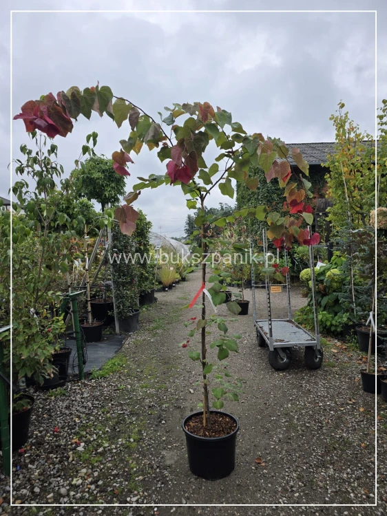 judaszowiec kanadyjski Hearts A'Fire- Cercis canadensis 25l h