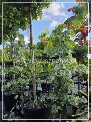 Judaszowiec kanadyjski Alley Cat - cercis canadensis