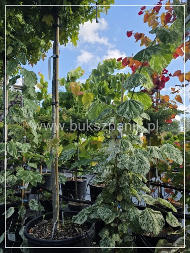 Judaszowiec kanadyjski Alley Cat - cercis canadensis