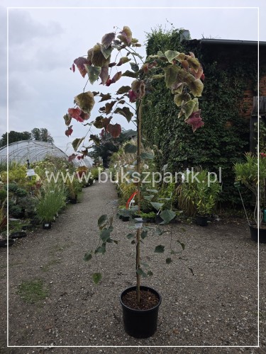 Judaszowiec kanadyjski Carolina Sweetheart C25l