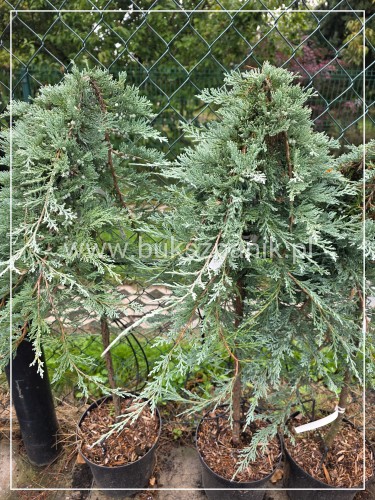 Jałowiec płożący GLACIER - juniperus horizontalis PA 80cm
