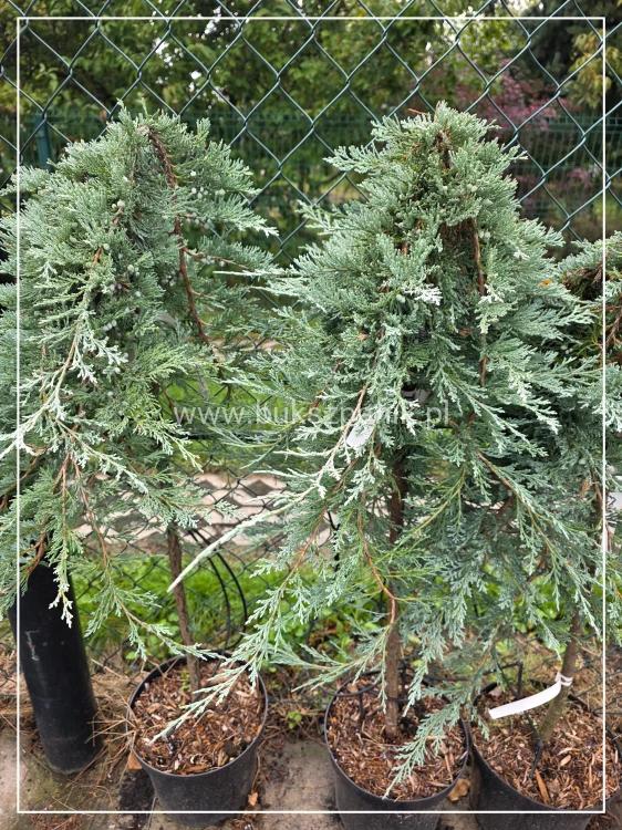 Jałowiec płożący GLACIER - juniperus horizontalis PA 80cm