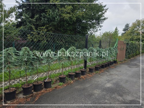 Jałowiec płożący GLACIER - juniperus horizontalis PA 80cm