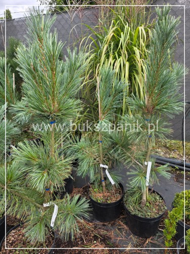 Sosna giętka 'Vanderwolf's Pyramid- C10, Pinus flexilis h: 1-1,2m
