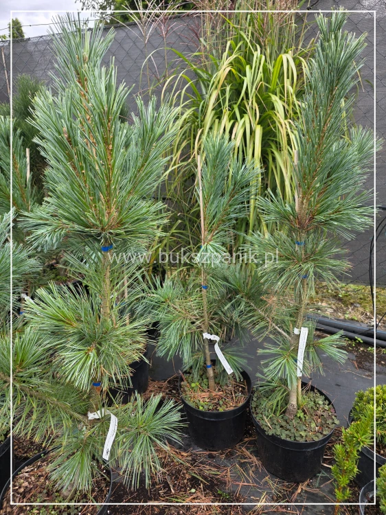 Sosna giętka 'Vanderwolf's Pyramid- C10, Pinus flexilis h: 1-1,2m