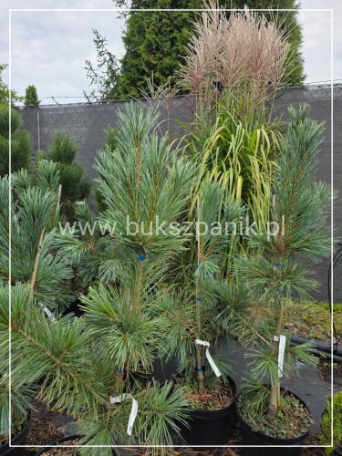 Sosna giętka 'Vanderwolf's Pyramid- C10, Pinus flexilis h: 1-1,2m (