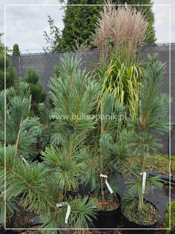 Sosna giętka 'Vanderwolf's Pyramid- C10, Pinus flexilis h: 1-1,2m (