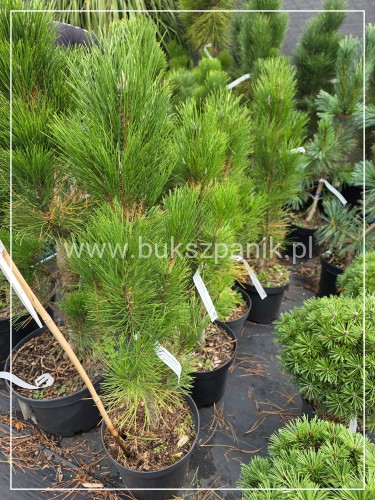 Sosna czarna GREEN TOWER - Pinus nigra C7,5l, 90cm