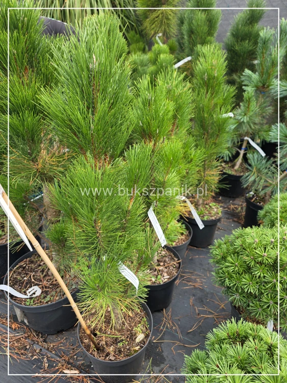 Sosna czarna GREEN TOWER - Pinus nigra C7,5l, 90cm