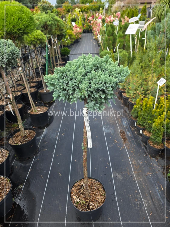 Jałowiec łuskowaty 'Blue Star c7,5l, Pa70-90/30-40cm - Juniperus squamata (id: 957)
