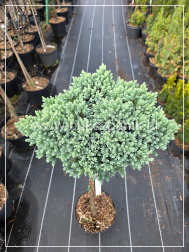 Jałowiec łuskowaty 'Blue Star c7,5l, Pa70-90/30-40cm - Juniperus squamata (id: 957)