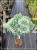 Jałowiec łuskowaty 'Blue Star c7,5l, Pa70-90/30-40cm - Juniperus squamata (id: 957)