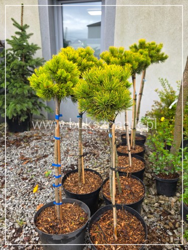 Sosna górska syn. Kosodrzewina Winter Gold - Pinus Mugo PA60-100cm (id: 3156)