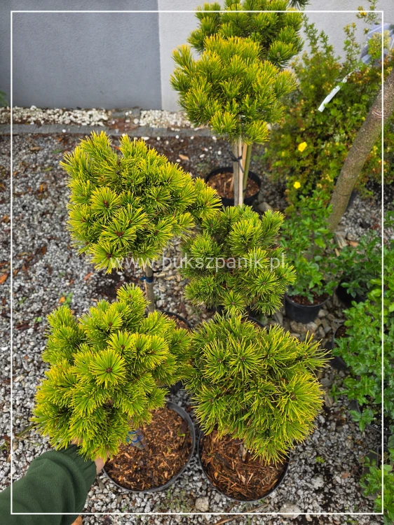 Sosna górska syn. Kosodrzewina Winter Gold - Pinus Mugo PA60-100cm (id: 3156)