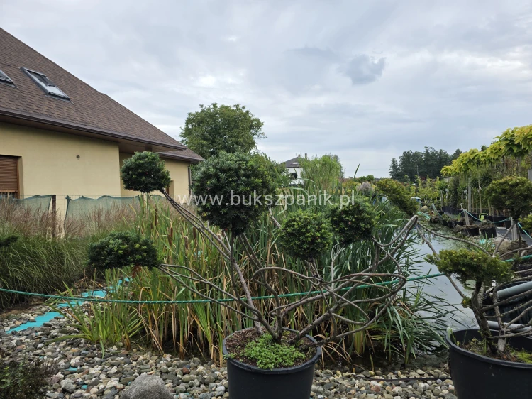 Cis formowany KULE BONSAI wys. 150cm