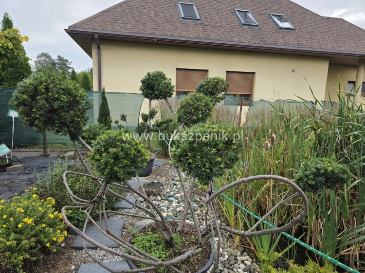 Cis formowany KULE BONSAI wys. 150cm