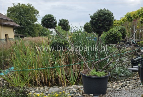 Cis formowany KULE BONSAI wys. 150cm