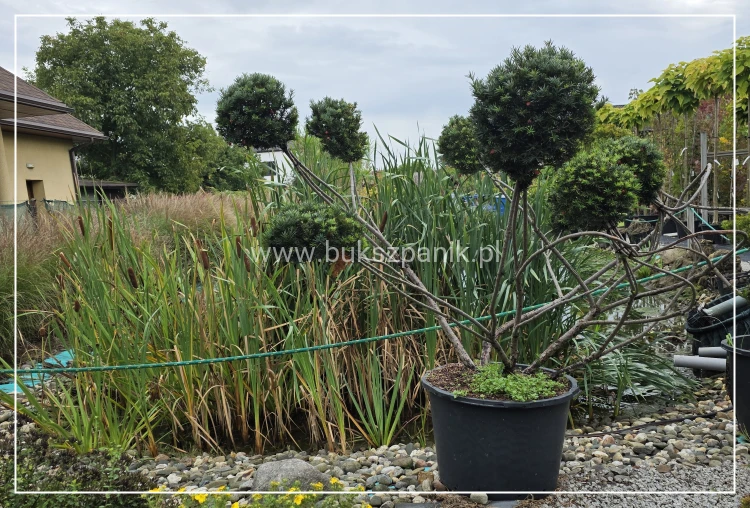 Cis formowany KULE BONSAI wys. 150cm