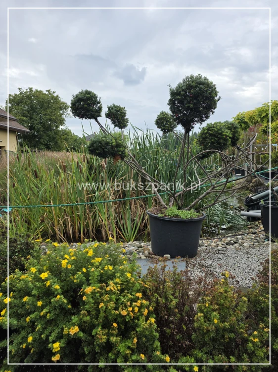 Cis formowany KULE BONSAI wys. 150cm