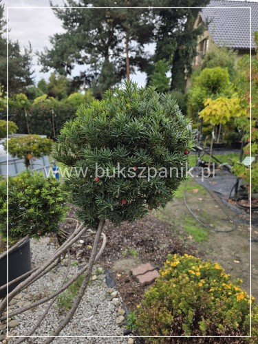 Cis formowany KULE BONSAI wys. 150cm