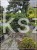 Cis formowany KULE BONSAI wys. 150cm