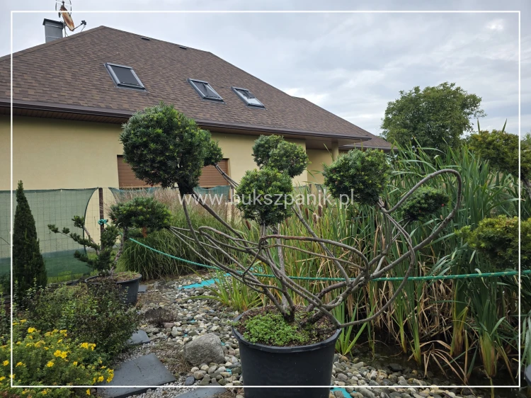 Cis formowany KULE BONSAI wys. 150cm