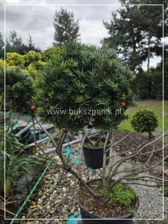Cis formowany KULE BONSAI wys. 150cm