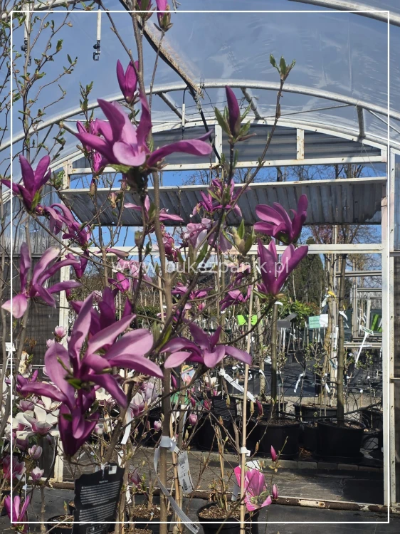 Magnolia Susan h: 190-200cm,