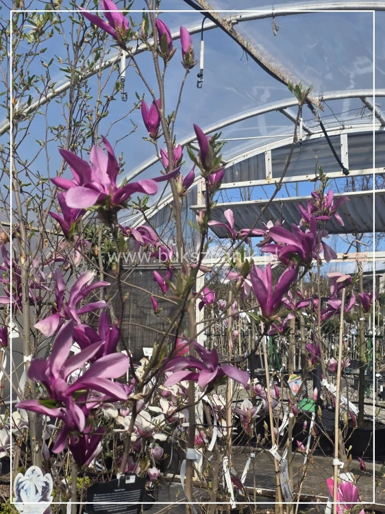 Magnolia Susan h: 190-200cm,
