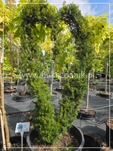 Cis formowany Serce BONSAI