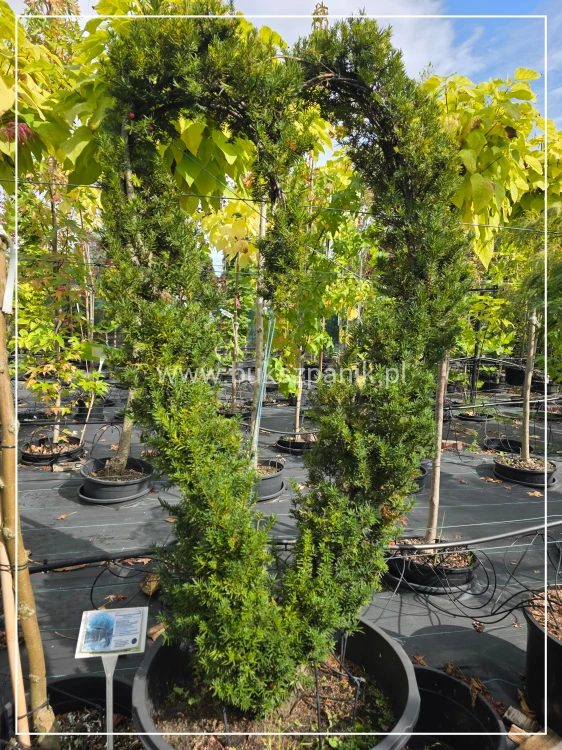 Cis formowany Serce BONSAI