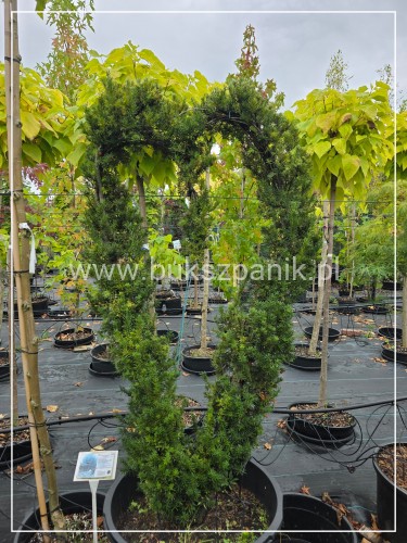 Cis formowany Serce BONSAI
