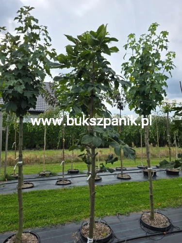 1000110951.webp