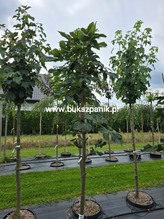 1000110951.webp