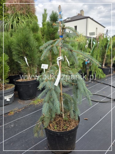 Świerk Engelmanna Bush's Lace C10, 60-80cm- Picea engelmannii