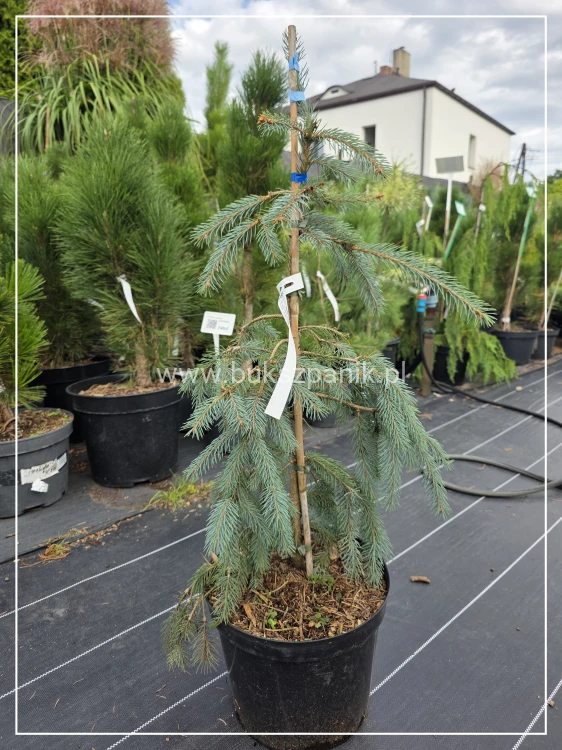 Świerk Engelmanna Bush's Lace C10, 60-80cm- Picea engelmannii
