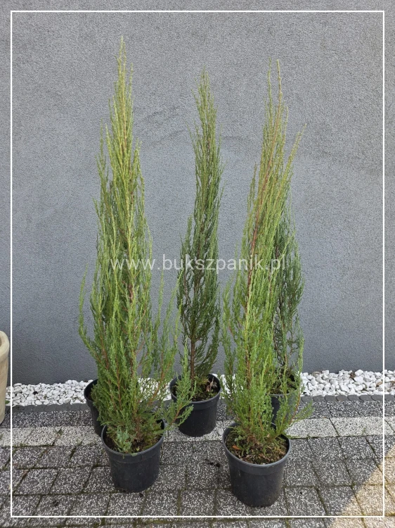 Jałowiec skalny 'Blue Arrow'-Juniperus scopulorum wys. 90-100cm