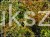Irga "Ursynów" Cotoneaster