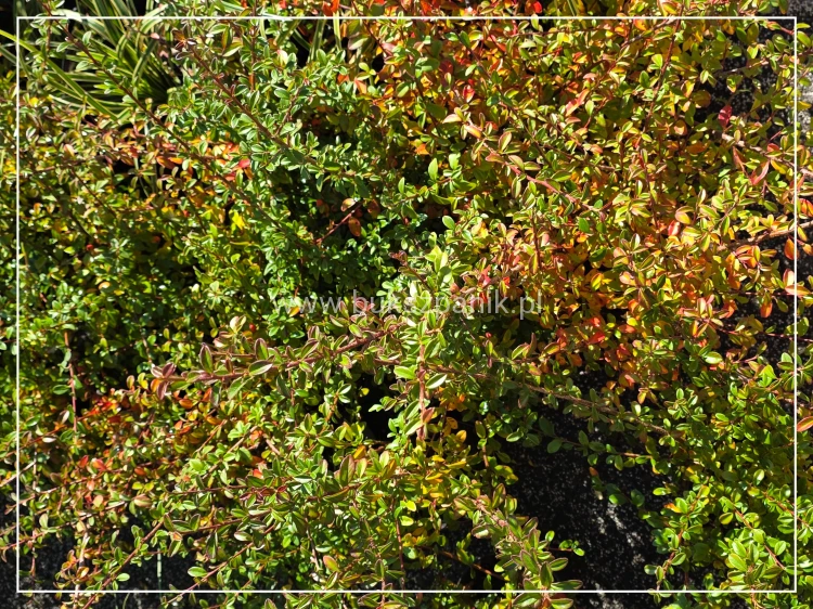 Irga "Ursynów" Cotoneaster