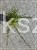Irga "Ursynów" Cotoneaster