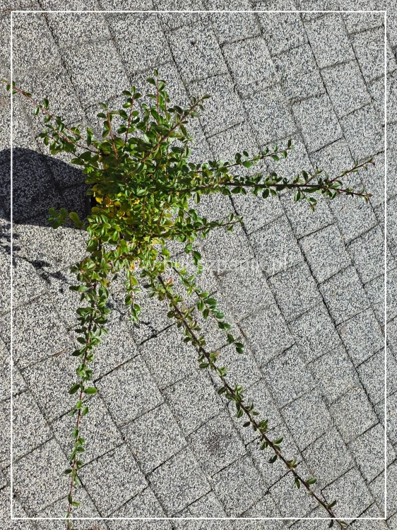 Irga "Ursynów" Cotoneaster