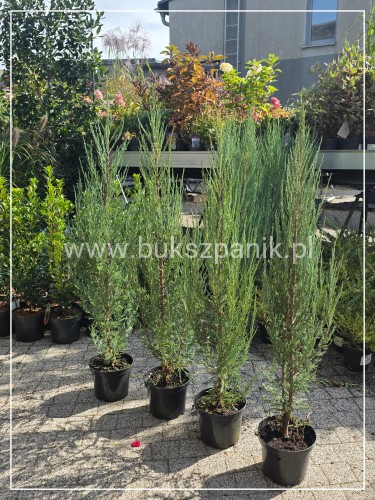 Jałowiec skalny 'Blue Arrow'-Juniperus scopulorum