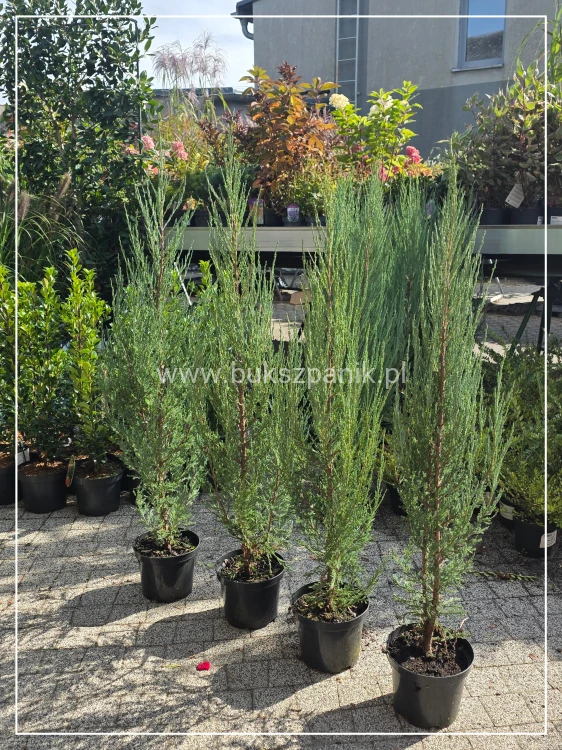 Jałowiec skalny 'Blue Arrow'-Juniperus scopulorum