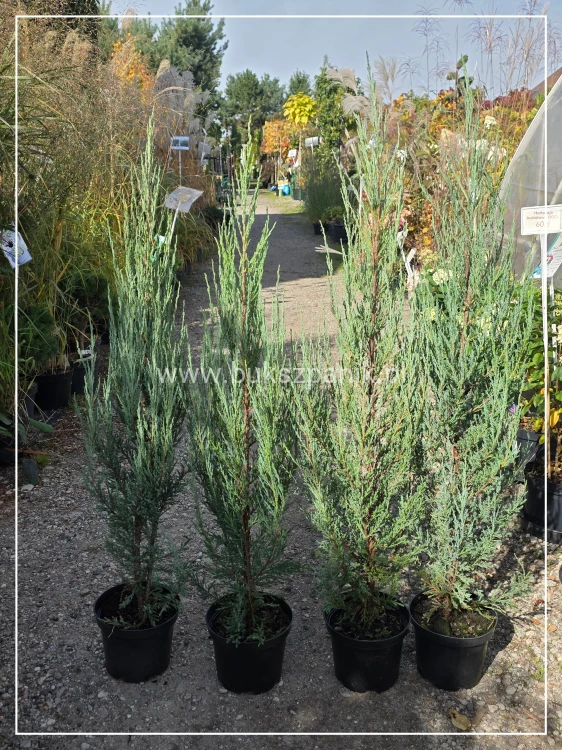 Jałowiec skalny 'Blue Arrow'-Juniperus scopulorum