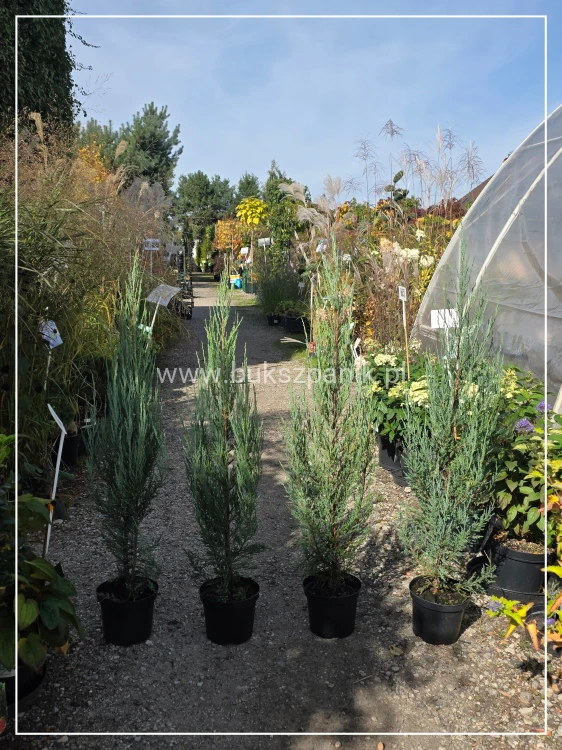Jałowiec skalny 'Blue Arrow'-Juniperus scopulorum