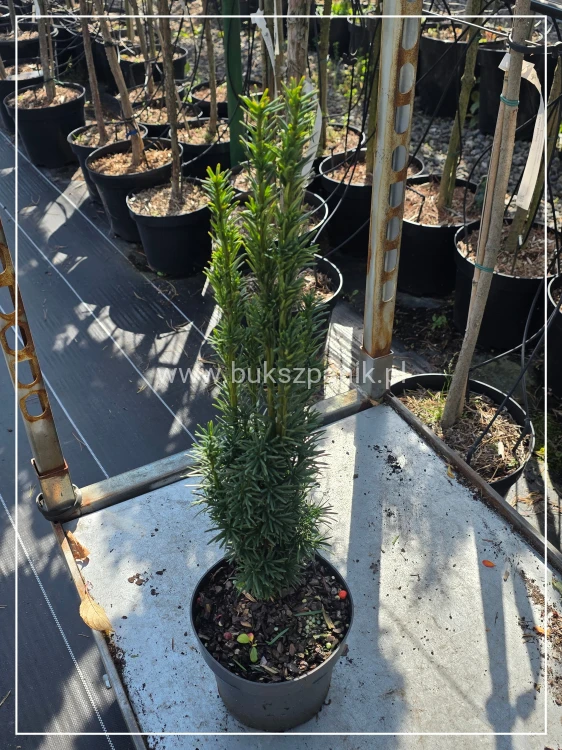 Cis pospolity 'Fastigiata Robusta' (Taxus baccata)