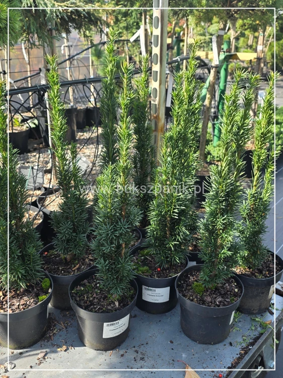Cis pospolity 'Fastigiata Robusta' (Taxus baccata)