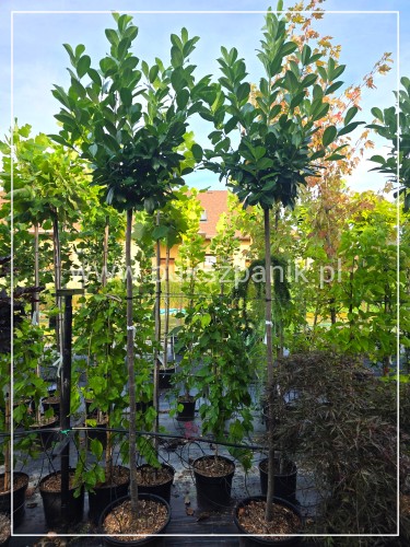 Laurowiśnia wschodnia NOVITA Pa 190-200cm - Prunus laurocerasus
