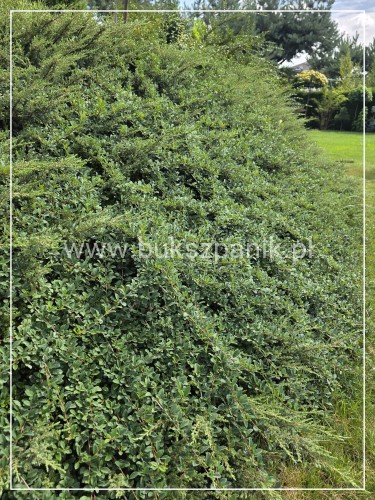 Irga "Ursynów" Cotoneaster